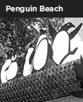 Penguin Beach